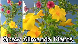 Allamanda plant care tips  allamanda plant cuttings  allamanda plant care [upl. by Dranek]