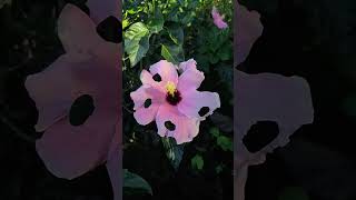 Amazing Flower Lyrics shorts youtubeshorts nature [upl. by Lowson]