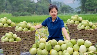 Harvest 50kg of melons and Go to the market to sell country life  Tieu Tam Daily Life [upl. by Polard]