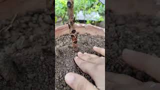 How to Grow Aucuba Japonica plant amp reports  gardening shortvideo [upl. by Adniral860]