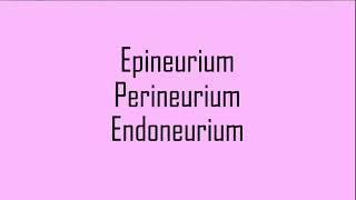 Epineurium Perineurium and Endoneurium of the Nerve [upl. by Naraj]