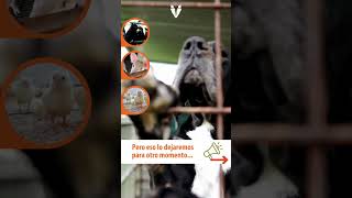 Avanza en Chile Proyecto de Ley que autoriza caza de perros asilvestrados declarados especie exótica [upl. by Eekcaj]