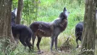 loups noirs hurlant en meute [upl. by Pittman]