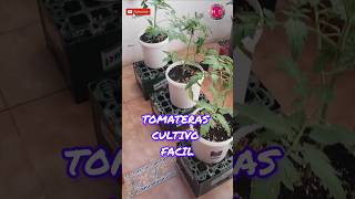 Cómo Cultivar Tomates En Casa Con Muchos Éxitos fyp viral tomates [upl. by Sheedy590]