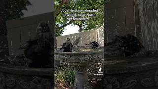 Several juvenile Brownheaded Cowbirds take a bath ￼ [upl. by Alliber]