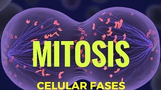 mitosis fases explicadas [upl. by Enelez441]