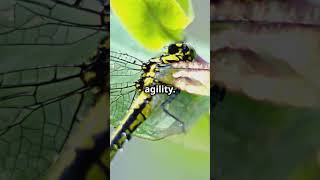 🐉🦋 Dragonfly Superflight Six Directions of Aerial Mastery 🚀🌬️ didyouwow [upl. by Chasse]