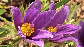 Planting Pasque Flowers or Anemone pulsatilla vulgaris [upl. by Oika]