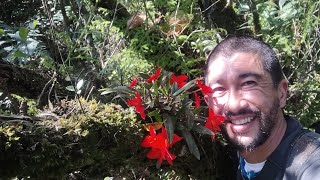 Orquidea Cattleya coccinea  ex Soprhonitis coccinea [upl. by Anec]