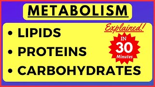 Metabolism of Lipid Carbohydrate Protein Beta oxidation of Fatty Acid Biochemistry Class 11 Biology [upl. by Nagard]