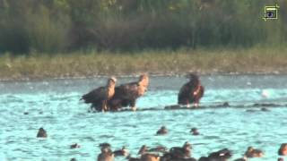 Vroege Vogels  Familie zeearend [upl. by Audre]