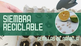 Cómo Sembrar Semillas de Naranja en Cartones de Huevo 🌱 [upl. by Acnaib]