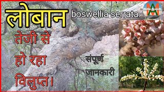 लोबान का पेड़  Boswellia serrata treeLoban kaise banti haiLoban ki dhuni ke faydeloban ka ped [upl. by Lilah]