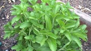 Growing Stevia in Northern California Sugar Alternative also called Sweet Leaf [upl. by Leicam239]