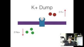 5 minute refresher Depolarizing paralytics [upl. by Aon]