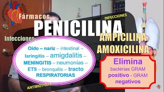 PENICILINA AMOXICILINA AMPICILINA antibióticos [upl. by Ahsoet775]