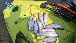 Kokanee Kayak Fishing Limit Out on Lake Merwin [upl. by Amyaj]