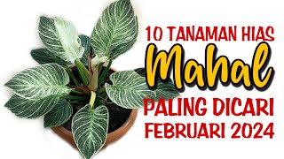 10 Tanaman Hias MAHAL Paling Dicari di Bulan Februari 2024 [upl. by Eidnas]