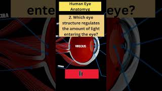 Human Eye Anatomy 2 [upl. by Baptlsta]