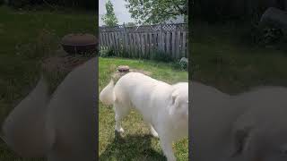 MAREMMA SHEEPDOG [upl. by Itida]