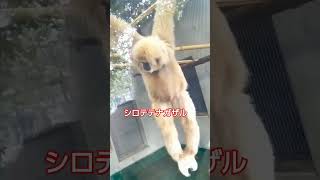 京都市動物園に行ってきましたよ～～ Kyoto City Zoo 京都動物園shortskyotozoo [upl. by Eetnahs]