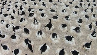 Giant Colony Of Nesting Patagonian Seabirds [upl. by Ymor]