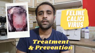 How to treat feline calici virus at home by team Aliyan Vets [upl. by Cohla335]