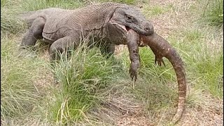 The Rare Moment of an Adult Komodo Dragon Swallowing a Juvenile Komodo Dragon in Seconds [upl. by Trilly]