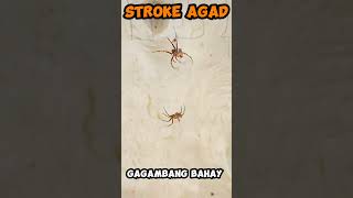 Bilis nang venom gload gagambafight insects spider spiderfight gagamba [upl. by Eiboj]