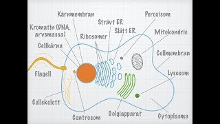 Den eukaryota cellens uppbyggnad [upl. by Daveda]