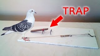 How to make an easy Pigeon Trap STARX [upl. by Hanae]