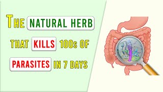 The Only Natural Herb That Expels All Worms and Parasites from Your Body [upl. by Barra]