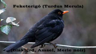 Feketerigó Turdus merula [upl. by Asoramla]