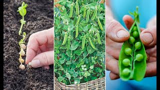 Como Plantar GUISANTES  GUIA de cultivo desde la SIEMBRA hasta la COSECHA  La Huertina De Toni [upl. by Britney]