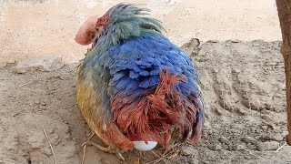 Colorful hen is laying an egg  Colorful chicken  Rainbow chicken  Colorful eggs  Rainbow eggs [upl. by Ennahoj]