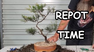 Aussie Tea Tree gets a new pot [upl. by Lleraj]