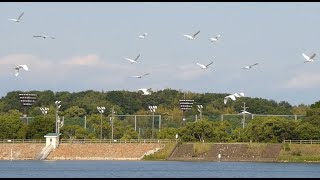 シラサギ達が舞う勅使池  White Egrets flying over Chokushi Pond [upl. by Brianne]