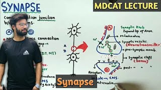 Synapse  NMDCAT 2021  Neurotransmitters [upl. by Wallraff652]