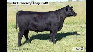 Lot 1 FHCC Blackcap Lady 3548 [upl. by Enelaj]