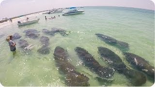 Heard of Manatees Swims By  Amazing Sea Cow Footage [upl. by Grossman]