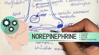 Norepinephrine  Synthesis Storage Release Binding to receptors Degradation Drugs acting [upl. by Legin801]