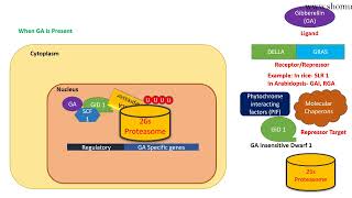 Gibberellin signaling pathway [upl. by Htebyram260]