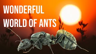 The Wonderful World of Ants [upl. by Nevin394]