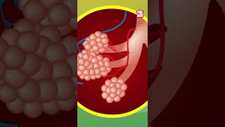 What Is PNEUMONIA  World Pneumonia Day Special shorts worldpneumoniaday diseases [upl. by Weiler]