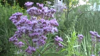 Minnesota Native Plant  Sweet Joe Pye Weed Eupatorium Purpureum [upl. by Nilorac213]