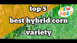 TOP 5 HYBRID CORN VARIETY [upl. by Navada]