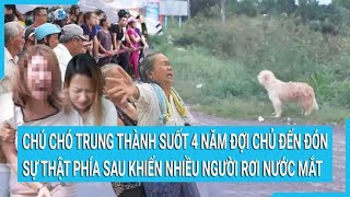 Chú chó trung thành suốt 4 năm đợi chủ đến đón sự thật phía sau khiến nhiều người rơi nước mắt [upl. by Francisco]