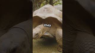 Galápagos Giant Tortoise Lives Over 100 Years VIRAL facts wildlife animals viralshorts [upl. by Rivi]