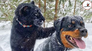 Black Panther Raised By A Lady Made Friendship With A Rottweiler｜PECO [upl. by Gertrude]