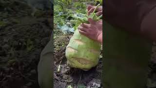 Giant kohlrabi picking [upl. by Parks]